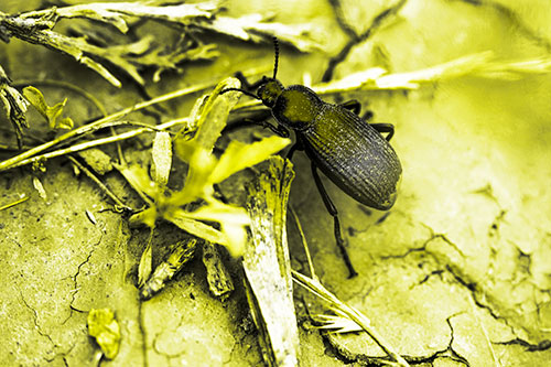 Beetle Searching Dry Land For Food (Yellow Tone Photo)