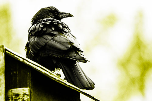 Big Crow Too Large For Bird House (Yellow Tone Photo)