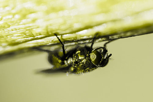 Big Eyed Blow Fly Perched Upside Down (Yellow Tone Photo)