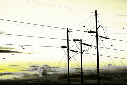 Bird Flock Flying Behind Powerline Sunset (Yellow Tone Photo)