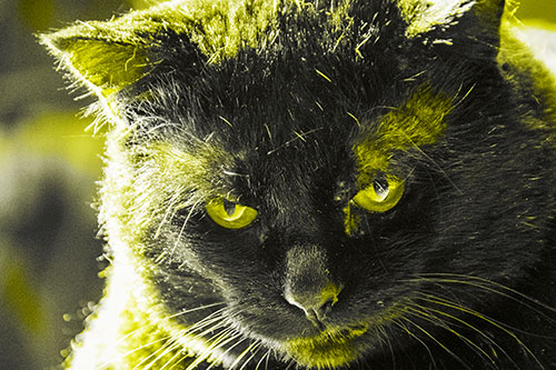 Black Cat Plotting Among Sunlight (Yellow Tone)
