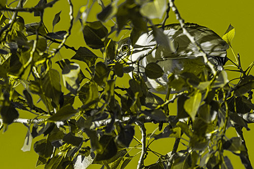 Black Crowned Night Heron Hiding Among Leaves (Yellow Tone)