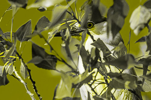 Black Crowned Night Heron Keeping Watch Among Leaves (Yellow Tone)
