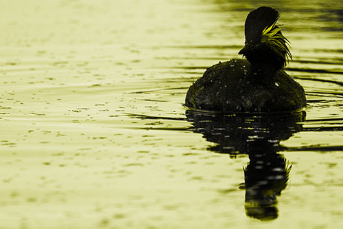 Black Necked Eared Grebe Floating Atop Lake (Yellow Tone)