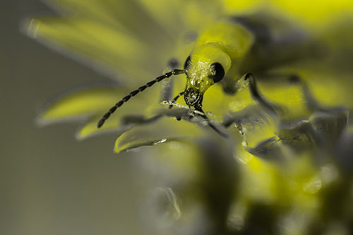 Blister Beetle Feasts Atop Gumplant Flower (Yellow Tone)