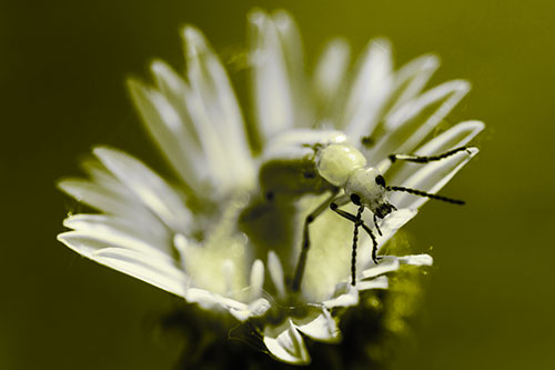 Blister Beetle Guards Gumplant Flower (Yellow Tone)