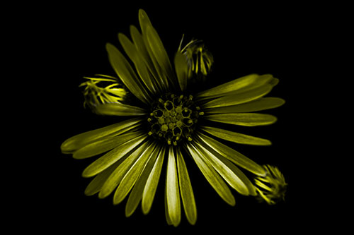 Blooming Daisy Head Among Several Buds (Yellow Tone Photo)