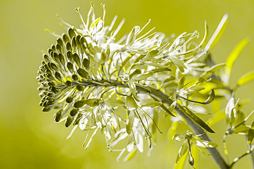 Blossoming Lily Of The Nile Flower (Yellow Tone Photo)