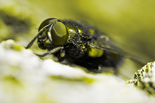 Blow Fly Resting Among Sloping Tree Bark (Yellow Tone Photo)