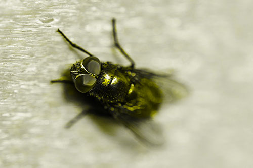 Blow Fly Spread Vertically (Yellow Tone Photo)