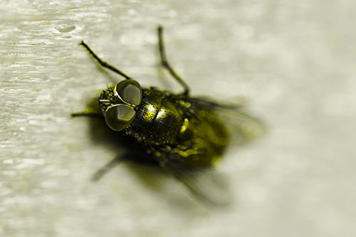 Blow Fly Spread Vertically (Yellow Tone)