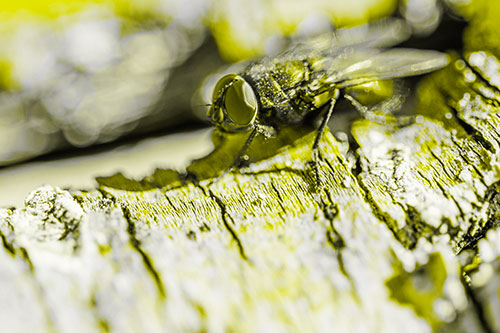 Blow Fly Standing Atop Broken Tree Branch (Yellow Tone Photo)