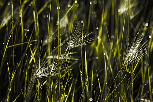 Blurry Water Droplets Clamp Onto Reed Grass (Yellow Tone Photo)