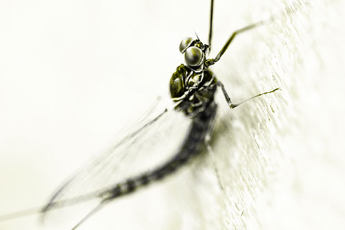 Body Bending Mayfly Resting Vertically (Yellow Tone Photo)