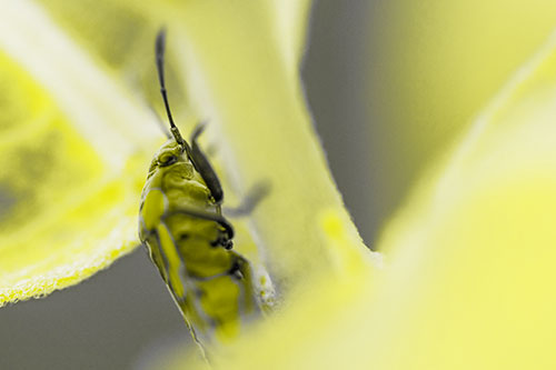 Boxelder Beetle Crawling Up Plant Stem (Yellow Tone Photo)