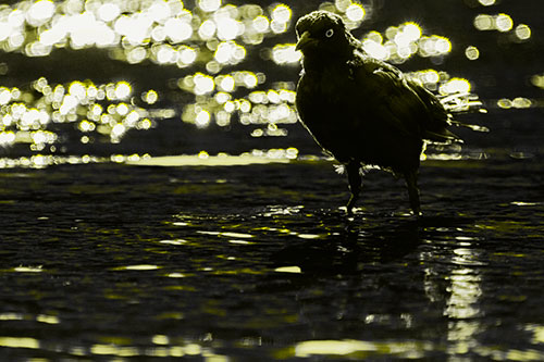 Brewers Blackbird Watches Water Intensely (Yellow Tone Photo)
