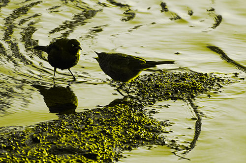 Brewers Blackbirds Feeding Along Shoreline (Yellow Tone Photo)