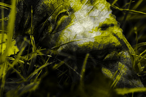 Bruised Rotting Leaf Face Among Grass (Yellow Tone Photo)