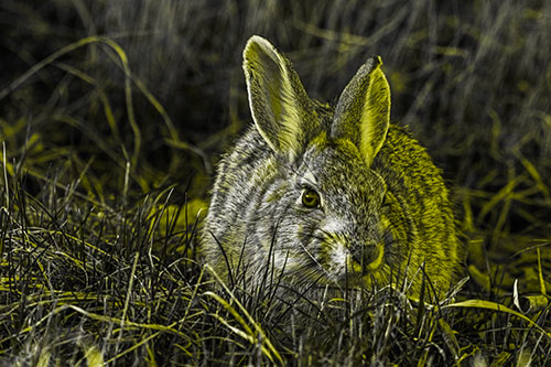 Bunny Rabbit Lying Down Among Grass (Yellow Tone Photo)