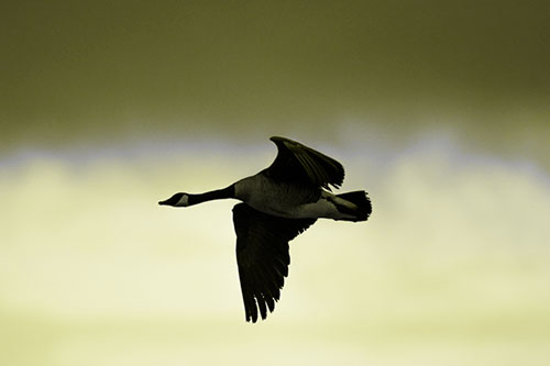 Canadian Goose Flying Among Sunrise (Yellow Tone Photo)