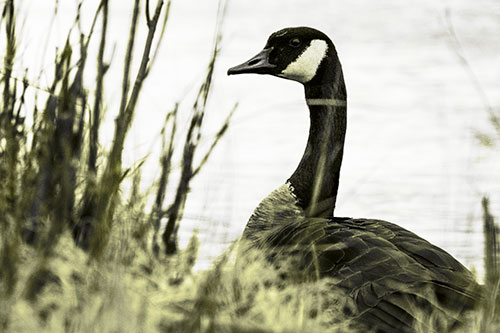 Canadian Goose Hiding Behind Reed Grass (Yellow Tone Photo)