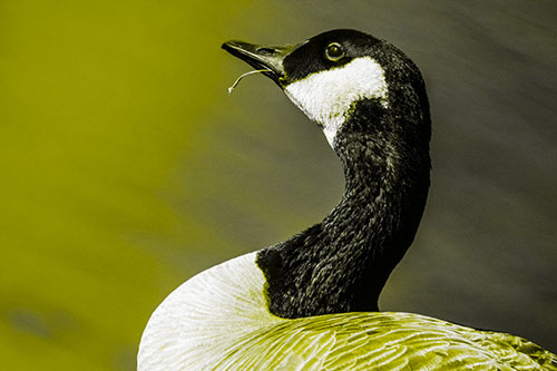 Canadian Goose Munches Single Grass Blade (Yellow Tone)