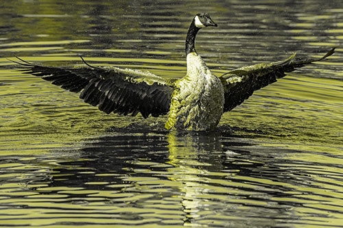 Canadian Goose Spreads Wings Among Lake Top (Yellow Tone)