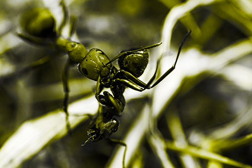 Carpenter Ant Uses Mandible Grips To Haul Dead Corpse (Yellow Tone Photo)