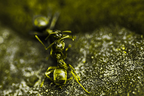 Carpenter Ants Battling Over Territory (Yellow Tone Photo)