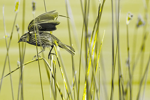 Cattail Jumping Female Red Winged Blackbird (Yellow Tone)