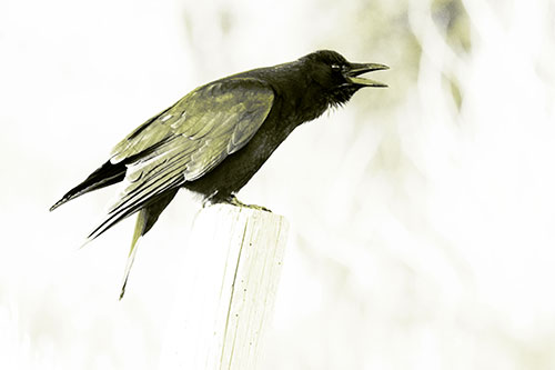 Cawing Crow Atop Crooked Wooden Post (Yellow Tone Photo)