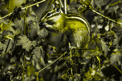 Chipmunk Feasting On Tree Branches (Yellow Tone)
