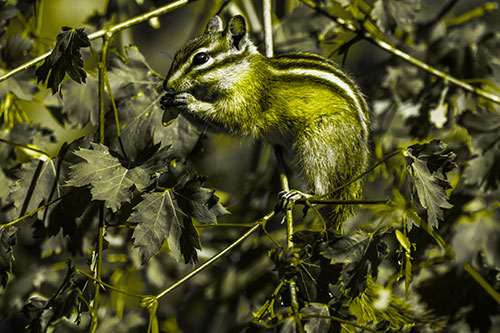Chipmunk Feasting On Tree Branches (Yellow Tone Photo)