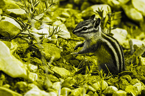 Chipmunk Ripping Plant Stem From Dirt (Yellow Tone Photo)