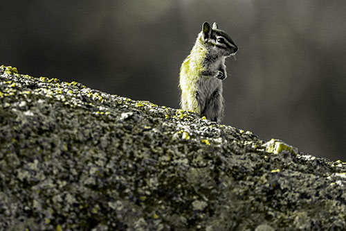 Chipmunk Standing Atop Sloping Fungi Rock (Yellow Tone Photo)