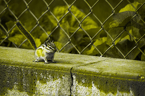 Chipmunk Walking Along Wet Concrete Wall (Yellow Tone Photo)