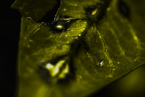Chipped Vein Decaying Leaf Face (Yellow Tone Photo)