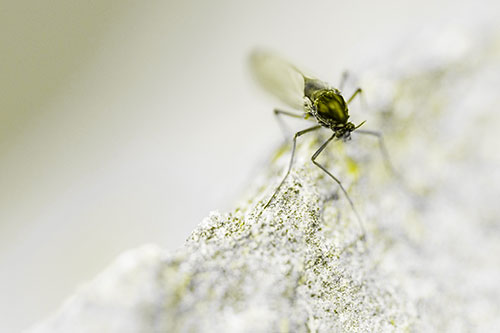 Chironomid Midge Fly Standing Along Rock Edge (Yellow Tone Photo)