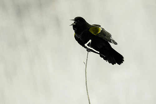 Chirping Red Winged Blackbird Atop Snowy Branch (Yellow Tone Photo)