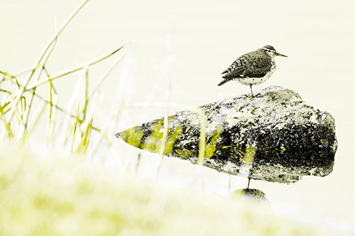 Chubby Dunlin Bird Standing Atop Lake Rock (Yellow Tone Photo)