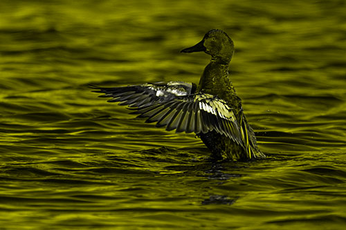 Cinnamon Teal Duck Flaps Wings Among Lake (Yellow Tone)