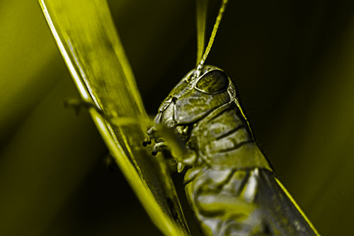 Climbing Grasshopper Crawls Upward (Yellow Tone Photo)