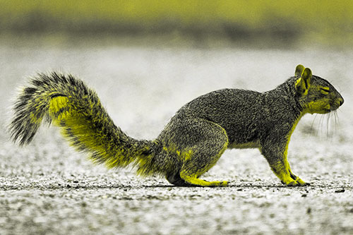 Closed Eyed Squirrel Meditating (Yellow Tone)