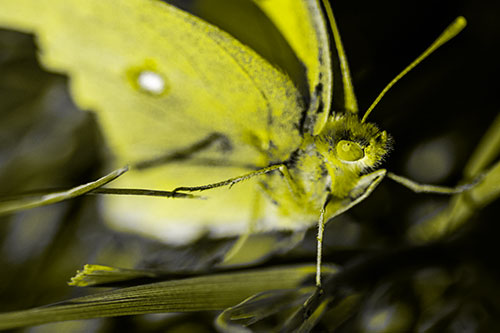 Cloudless Sulphur Butterfly Taking Stance (Yellow Tone)
