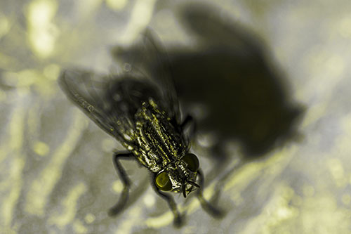 Cluster Fly Casting Shadow Among Sunlight (Yellow Tone Photo)