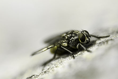 Cluster Fly Perched Among Rock Surface (Yellow Tone Photo)