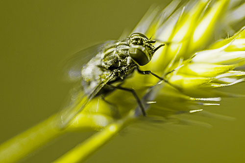 Cluster Fly Rests Atop Grass Blade (Yellow Tone Photo)