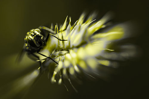 Cluster Fly Rides Plant Top Among Wind (Yellow Tone Photo)