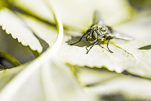 Cluster Fly Standing Atop Stacked Intersecting Leaves (Yellow Tone)