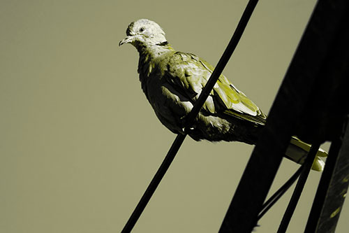 Collared Dove Perched Atop Wire (Yellow Tone Photo)